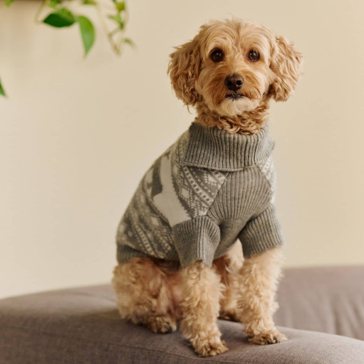 Alba, Trivselsansvarlig